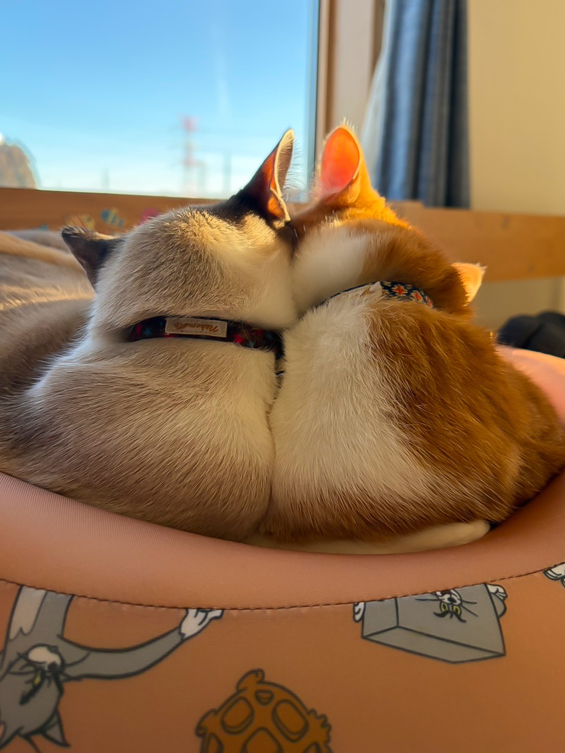 Catisの原点となる、保護猫たちとの暮らし